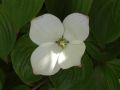 Japanischer Blumen-Hartriegel - Cornus kousa