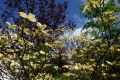 Japanischer Blumen-Hartriegel - Cornus kousa