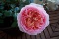 Englische Rose 'Abraham Darby'  � - Rosa 'Abraham Darby'  �