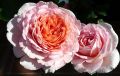Englische Rose 'Abraham Darby'  � - Rosa 'Abraham Darby'  �