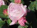 Englische Rose 'Mary Rose' � - Rosa 'Mary Rose' �