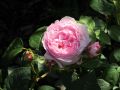 Englische Rose 'Mary Rose' � - Rosa 'Mary Rose' �