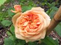 Englische Rose 'Aus Father' - Rosa 'Aus Father'