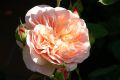 Englische Rose 'Aus Father' - Rosa 'Aus Father'