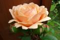 Englische Rose 'Aus Father' - Rosa 'Aus Father'