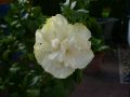 Garteneibisch 'White Chiffon'  � - Hibiscus syriacus 'White Chiffon'  �