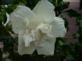 Garteneibisch 'White Chiffon'  � - Hibiscus syriacus 'White Chiffon'  �