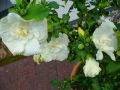 Garteneibisch 'White Chiffon'  � - Hibiscus syriacus 'White Chiffon'  �