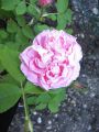 Historische Rose 'Mrs.John Laing' - Rosa 'Mrs.John Laing'