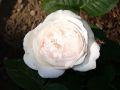 Englische Rose 'Winchester Cathedral' � - Rosa 'Winchester Cathedral' �