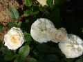 Englische Rose 'Winchester Cathedral' � - Rosa 'Winchester Cathedral' �