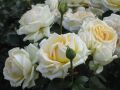 Edelrose 'Ambiente' � - Rosa 'Ambiente' �