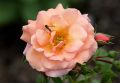 Beetrose 'Aprikola' � - Rosa 'Aprikola' �