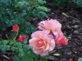 Beetrose 'Aprikola' � - Rosa 'Aprikola' �