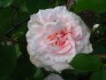Strauchrose 'Bremer Stadtmusikanten' � / 'Belami' � - Rosa 'Bremer Stadtmusikanten' � / 'Belami' �