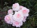 Strauchrose 'Bremer Stadtmusikanten' � / 'Belami' � - Rosa 'Bremer Stadtmusikanten' � / 'Belami' �