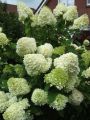 Rispenhortensie 'Limelight' - Hydrangea paniculata 'Limelight'