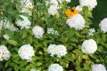 Rispenhortensie 'Limelight' - Hydrangea paniculata 'Limelight'