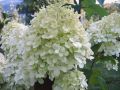 Rispenhortensie 'Limelight' - Hydrangea paniculata 'Limelight'