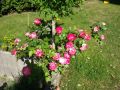 Beetrose 'Jubilee du Prince de Monaco' � - Rosa 'Jubilee du Prince de Monaco' �
