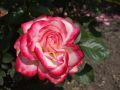 Beetrose 'Jubilee du Prince de Monaco' � - Rosa 'Jubilee du Prince de Monaco' �