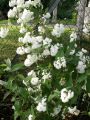 Hoher Maiblumenstrauch / Sternchen Strauch / Deutzie - Deutzia magnifica