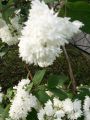 Hoher Maiblumenstrauch / Sternchen Strauch / Deutzie - Deutzia magnifica