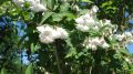 Hoher Maiblumenstrauch / Sternchen Strauch / Deutzie - Deutzia magnifica