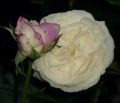 Historische Rose 'Boule de Neige' - Rosa 'Boule de Neige'
