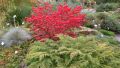 Pfaffenh�tchen / Korkspindel / Korkfl�gelstrauch - Euonymus alatus