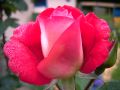 Beetrose 'Heimatmelodie' � - Rosa 'Heimatmelodie' �