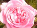 Beetrose 'Home & Garden' � - Rosa 'Home & Garden' �