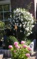 Garteneibisch 'Hamabo' - Hibiscus syriacus 'Hamabo'