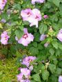 Garteneibisch 'Blue Bird' /  'Oiseau Bleu'auf Stamm - Hibiscus 'Blue Bird' / 'Oiseau Bleu'Stamm