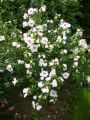 Garteneibisch 'Red Heart' - Hibiscus syriacus 'Red Heart'