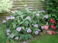 Fellhortensie / Samthortensie 'Macrophylla' - Hydrangea aspera 'Macrophylla'