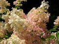 Rispenhortensie 'Grandiflora' - Hydrangea paniculata 'Grandiflora'
