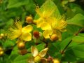 Hohes Johanniskraut - Hypericum moserianum