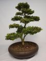 L�ffel-Ilex / Japanischer Ilex - Ilex crenata 'Convexa'