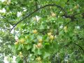 Tulpenbaum - Liriodendron tulipifera