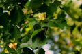 Tulpenbaum - Liriodendron tulipifera