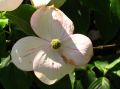 Japanischer Blumen-Hartriegel 'Teutonia' - Cornus kousa 'Teutonia'