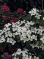 Japanischer Blumen-Hartriegel 'Teutonia' - Cornus kousa 'Teutonia'