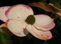 Japanischer Blumen-Hartriegel 'Teutonia' - Cornus kousa 'Teutonia'