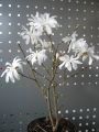 Sternmagnolie - Magnolia stellata