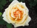 Edelrose 'Candlelight' � - Rosa 'Candlelight' �