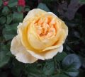 Edelrose 'Candlelight' � - Rosa 'Candlelight' �
