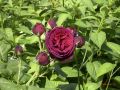 Strauchrose 'Gr�fin von Hardenberg' � - Rosa 'Gr�fin von Hardenberg' �