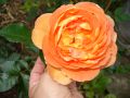 Englische Rose 'Pat Austin' � - Rosa 'Pat Austin' �