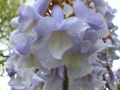 Blauglockenbaum - Paulownia tomentosa
